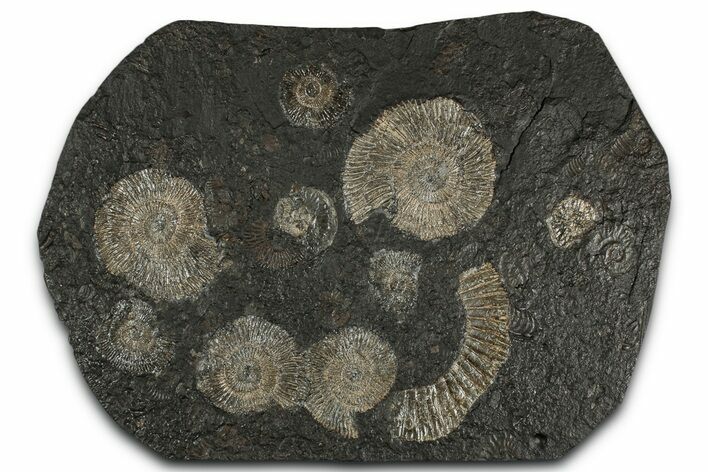 Fossil Ammonite Cluster - Posidonia Shale, Germany #350871